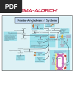 Renin-Angiotensin System