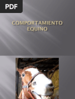 Comportamiento Equino PDF