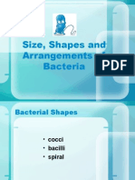 Shapes and Arrangements of Bacteria