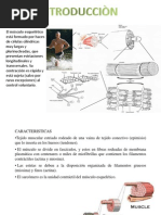 Seminario de Musculo Esqueletico