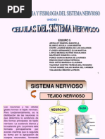 U1 Celulas Del Sistema Nervioso 1234561993335815 2