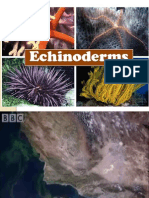 Echinoderms 3