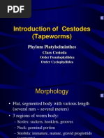 Cestoda Tapeworm