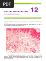 Histologia de Sistema Tegumentario