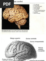 Hemispherium Cerebri