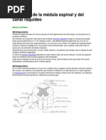 Anatomía de La Médula Espinal y Del Canal Raquídeo