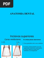 0clusion Anatomia CORRECTA