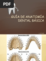 Guía de Anatomía Dental Básica