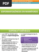 Espermatogénesis en Mamíferos