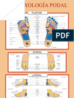 (Reflexologia) Lamina Reflexología Podal (1p)