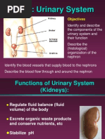 Urinary System