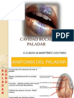 Cavidad Bucal Paladar