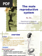 The Male Reproductive System