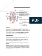 Leciones de La Rodilla