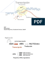 Transcripcion Rna