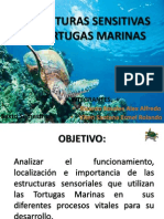 Estructuras Sensitivas en Tortugas Marinas