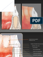 Anatomia Periodonto Normal