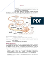 Apuntes de Neuroanatomia