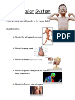 Muscular System 