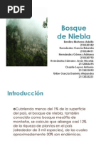 Bosque de Niebla