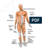 Musculatura Corpului Marian.