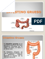 INTESTINO GRUESO Morfo 2