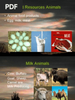 Food Resources Animals: - Animal Food Products - Egg, Milk, Meat