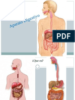 Aparato Digestivo