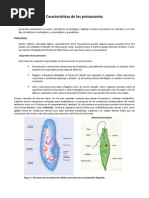 Características de Los Protozoarios