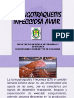 Laringotraqueitis Infecciosa Aviar