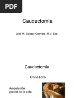 Caudectomía (Sólo Lectura) (Modo de Compatibilidad)