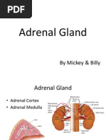 Adrenal Gland: by Mickey & Billy