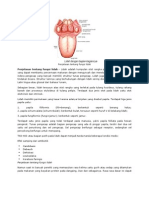 Penjelasan Tentacyefuefng Fungsi Lidah