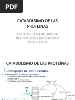 Catabolsimo de Las Proteinas