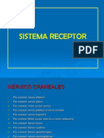 Organos de Los Sentidos PDF