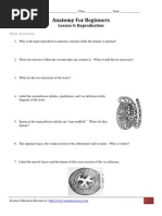 Anatomy For Beginners - Reproduction Worksheet