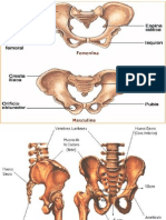 Pelvis Osea