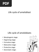 Life Cycle of Ameloblast