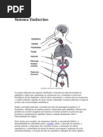 Sistema Endócrino