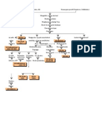 Patofisiologi Abses Hati