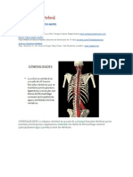 La Columna Vertebral