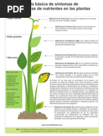 Tabla Deficiencia en Plantas PDF