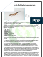 Gecko Leopardo