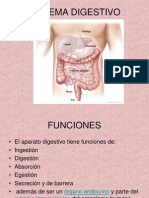 Sistema Digestivo