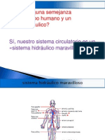 Elcuerpo Humano Sistema Hidraulico