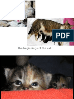 Cattology Slide Presentation