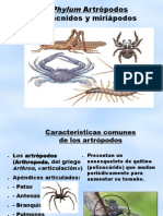 Phylum Artrópodos