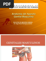 Anatomia Del Aparato Genital Masculino