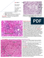 Morfopatologia Micro