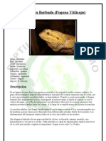 Pogona